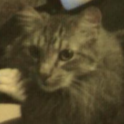 Fassa brawn tabby kitty