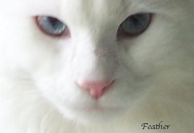 Feather is a White Maine Coon with blue eyes Feather is a White Maine Coon with blue eyes