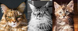 three maine coon cats