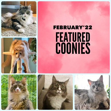 Collage of Coonies