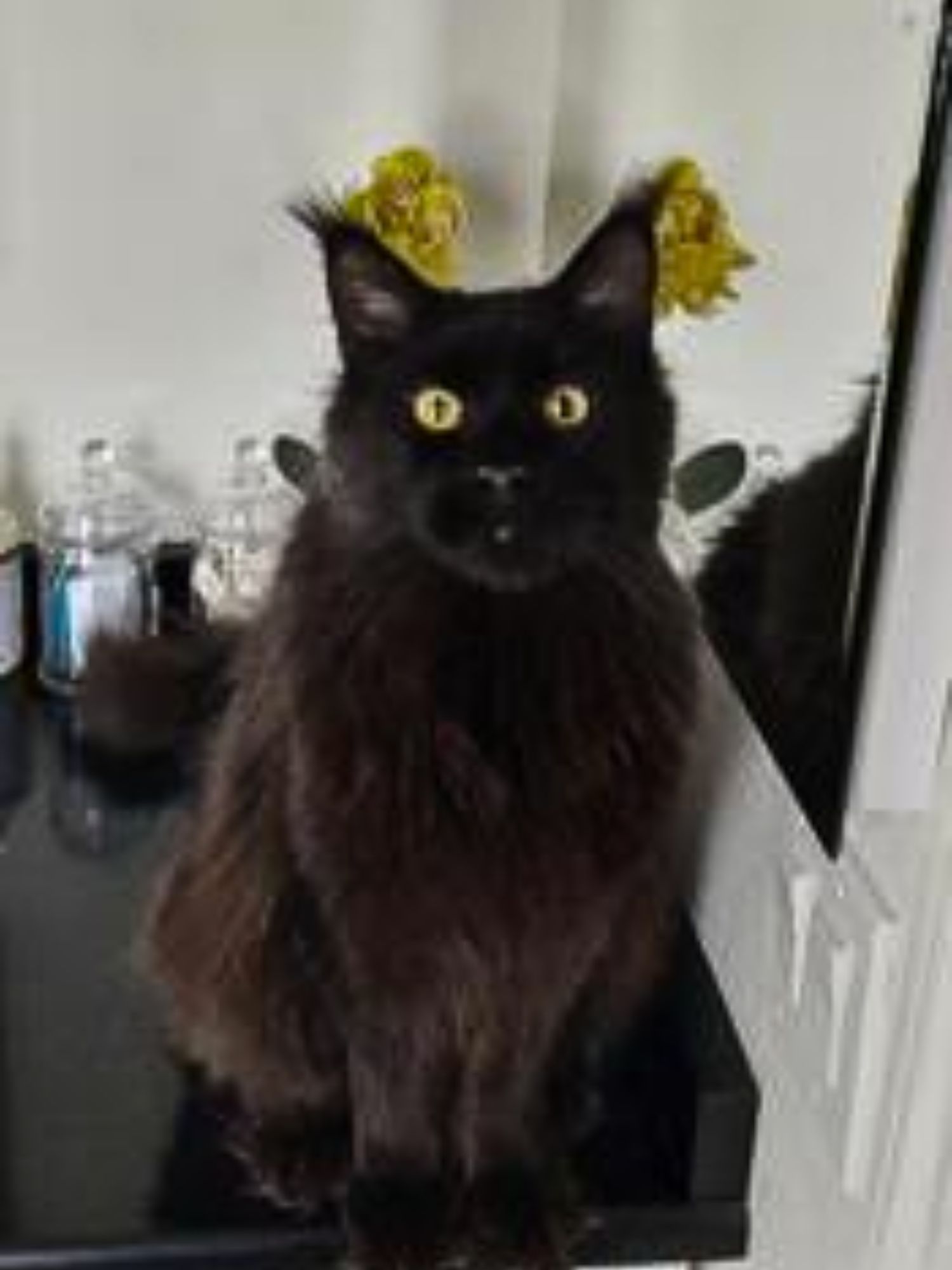 Felix pure black maine coon posing on a countertop.