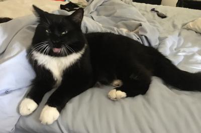 Felix