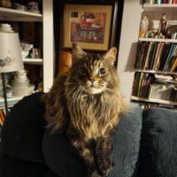 Hope classic female maine coon cat