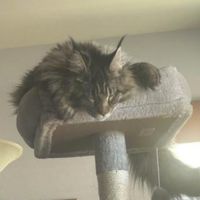 Molly female brown tabby sleeping atop cat tree