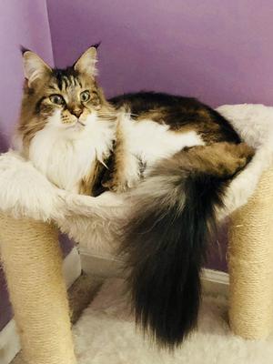 female brown and white maine coon on hammock of cat tree