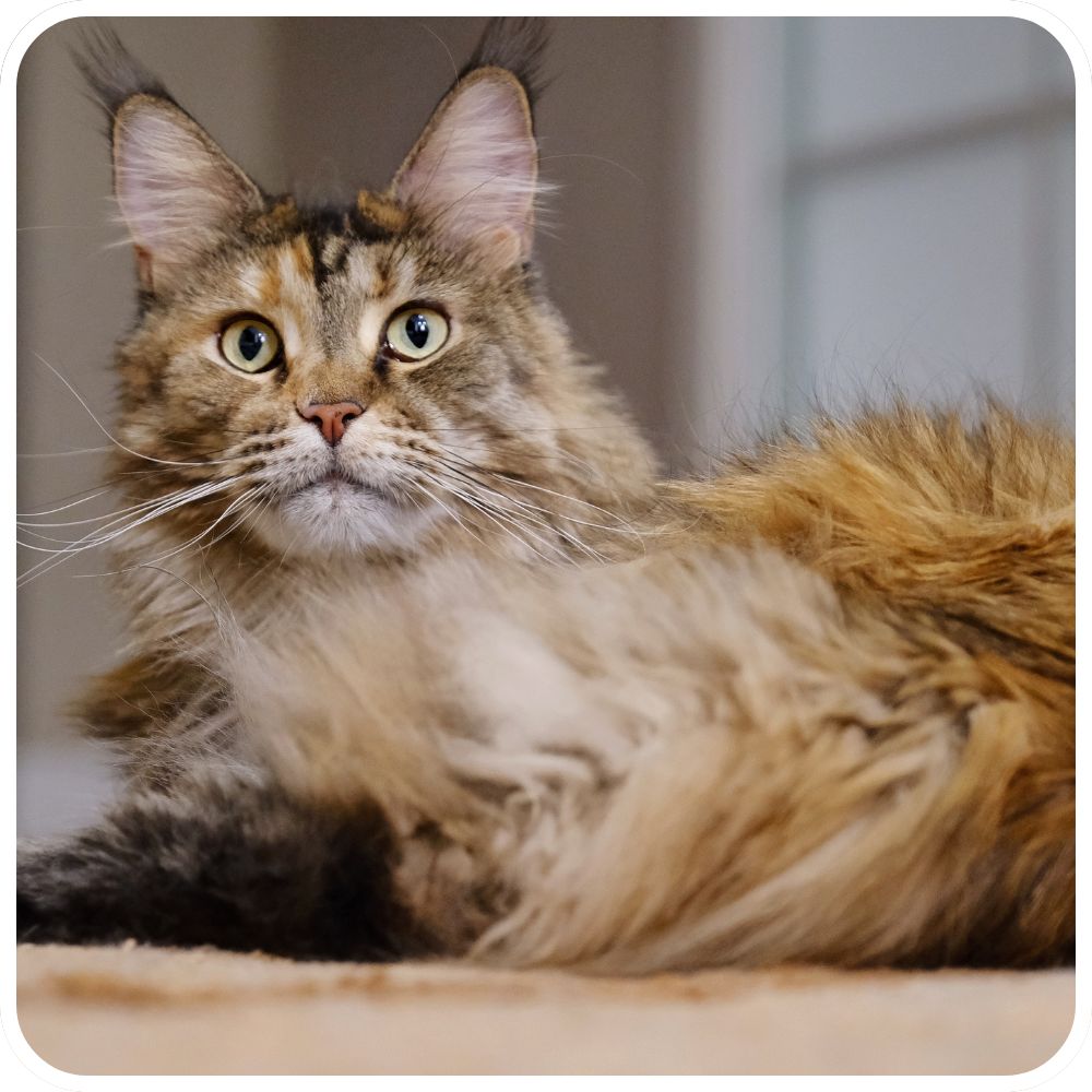 pretty female maine coon cat curled up