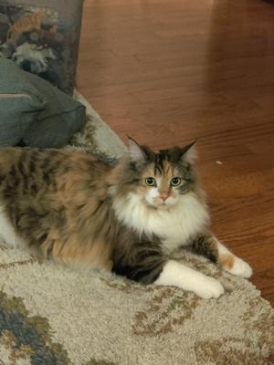 pretty fluffy calico kitty