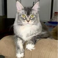 Queen Delphine female silver with white maine coon