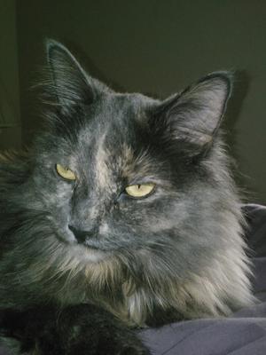 Fifi