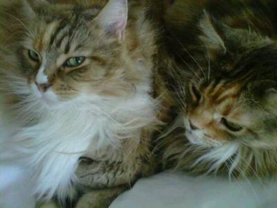 Fifi and Annie