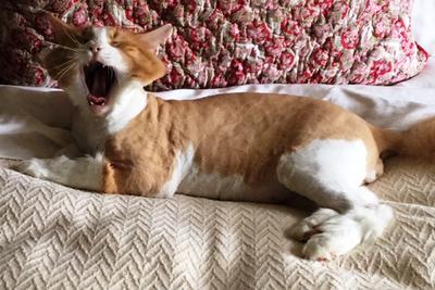 Figaro With His Lion Cut ginger and white cat with lion cut
