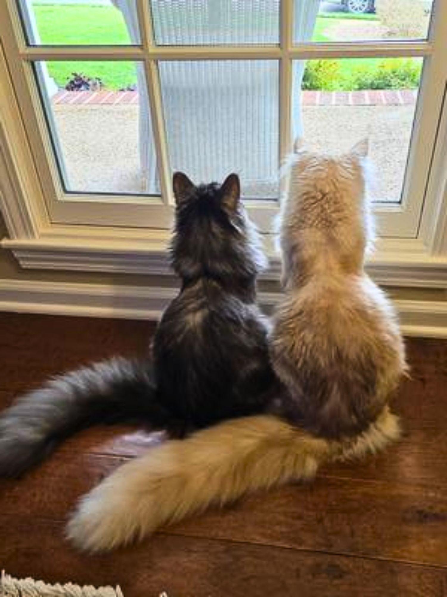 two maine coons side by side looking out a glass door.