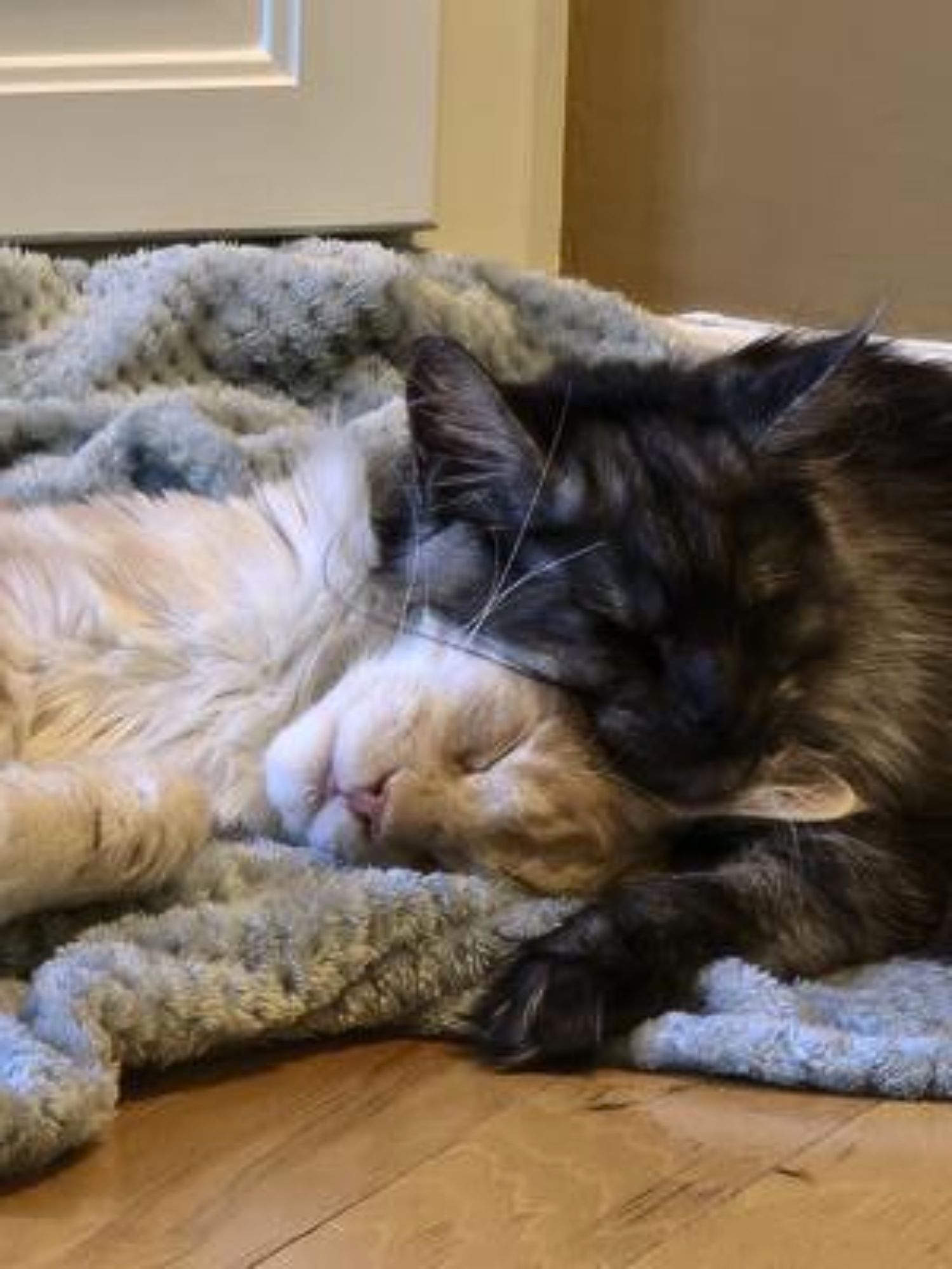 two sleeping cuddling maine coon cat faces together closeup.