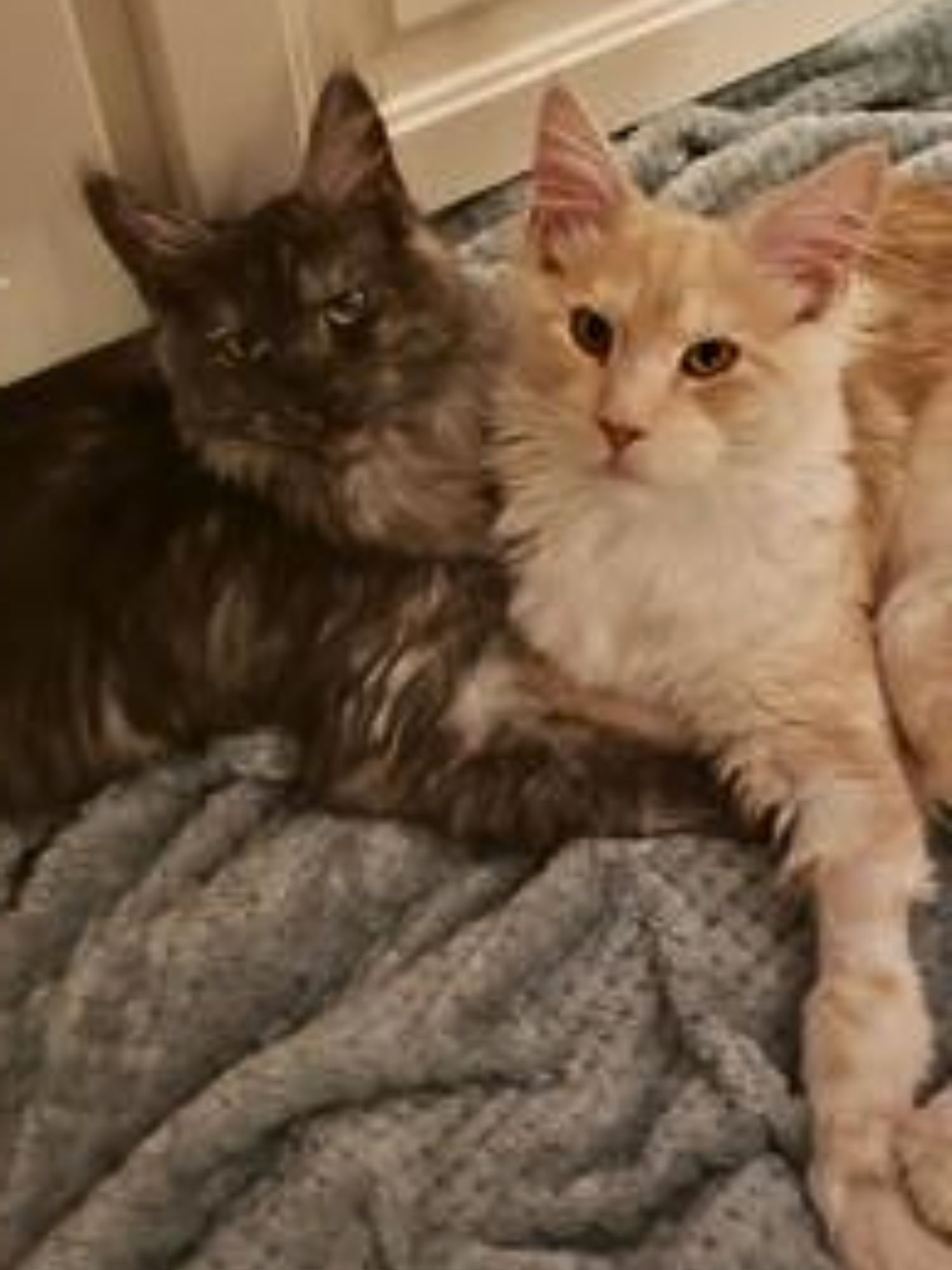 purebred maine coons laying together looking up.