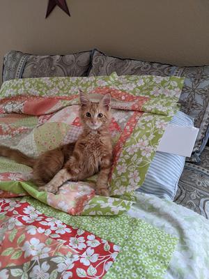 Finnegan ginger maine coon kitten on colorful quilt.