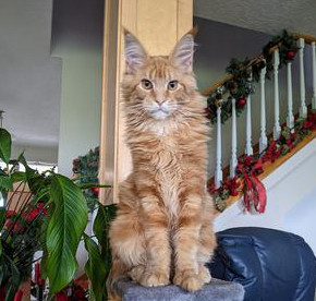 Finnegan purebred red tabby maine coon kitten sitting pretty.