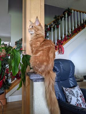 Finnegan ginger maine coon kitten with long tail.