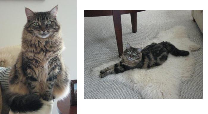 fiona the tabby resue maine coon
