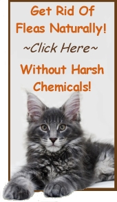 kitten and ebook cover