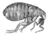 black and white flea closeup