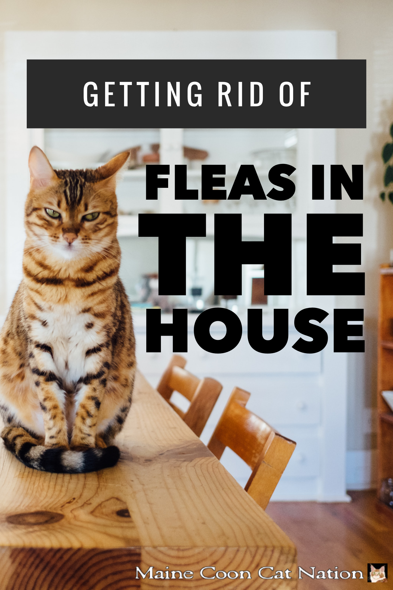 How To Get Rid Of Fleas In The House