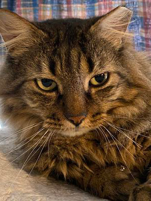 closeup of brown tabby fluffy mix cat. closeup of brown tabby fluffy mix cat.