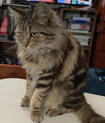 fluffy brown tabby cat