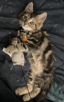 cute brown tabby kitten