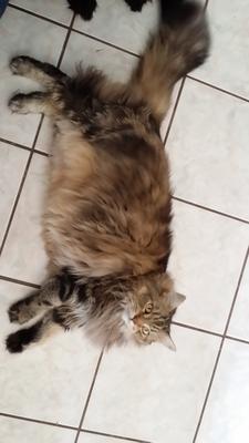 Lexie fluffy brown kitty on tile floor