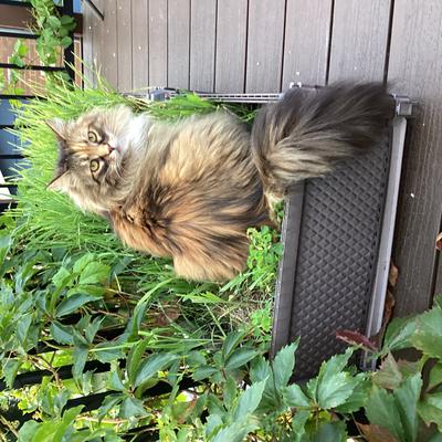Fluffy fluffy female calico cat posing on steps near garden