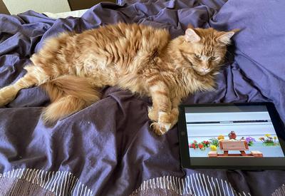 fluffy dark red maine coon lounging on a bed