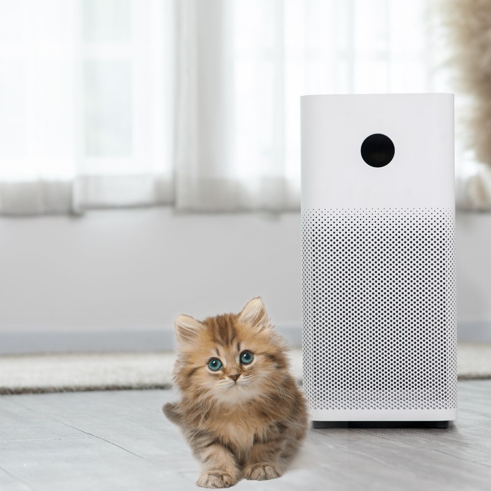 Clean and Cute small fluffy kitten next to an air purifier
