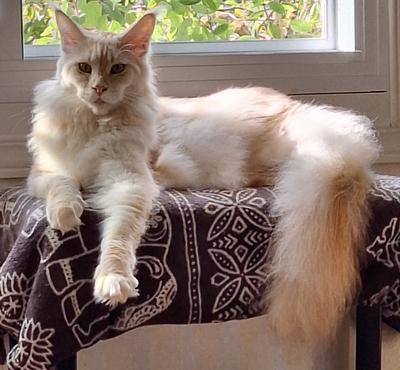 Aslan fluffy light red ginger maine coon on a windowsill lounging.