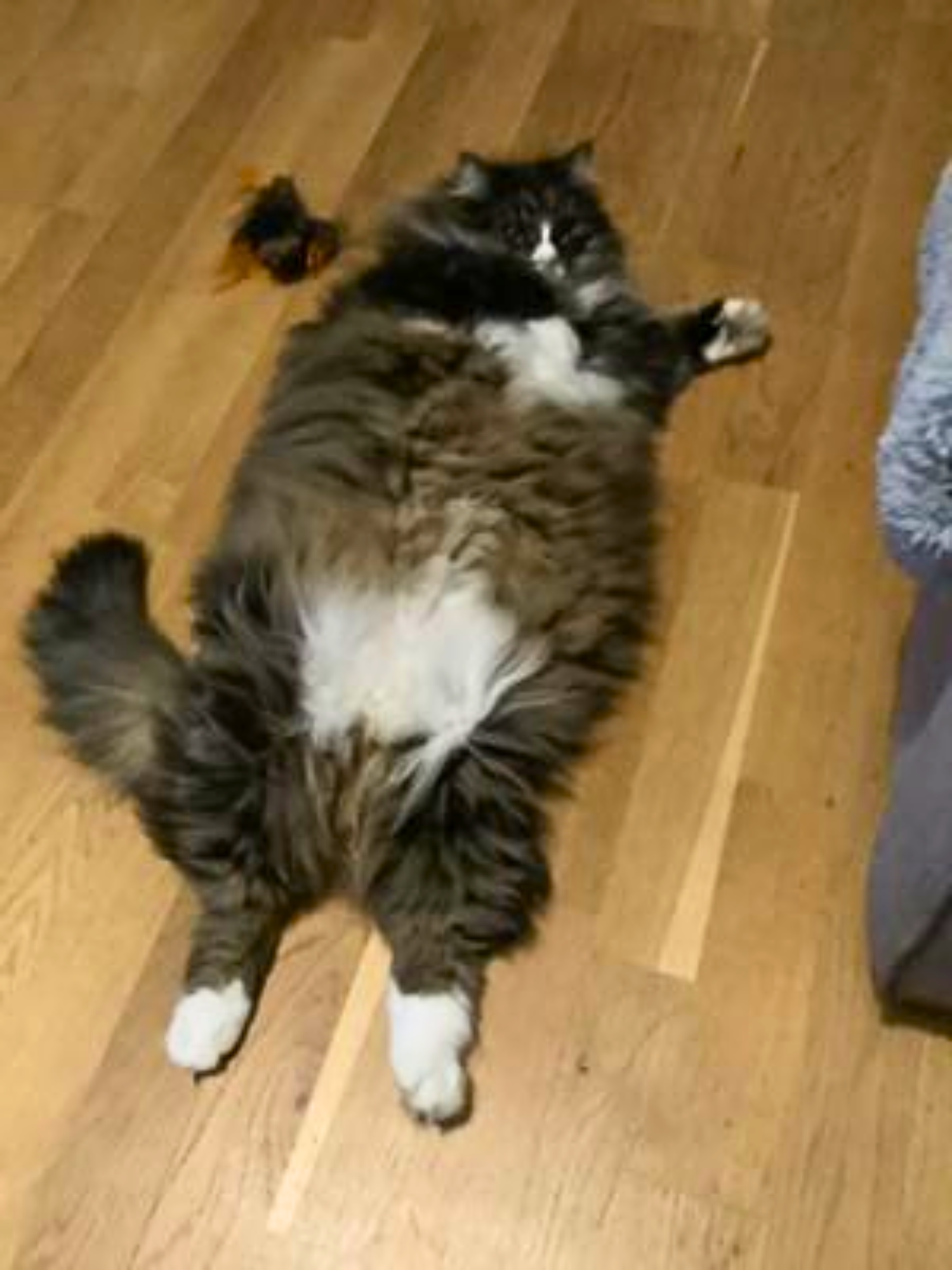 fluffy maine coon cat lying on its back with belly exposed.