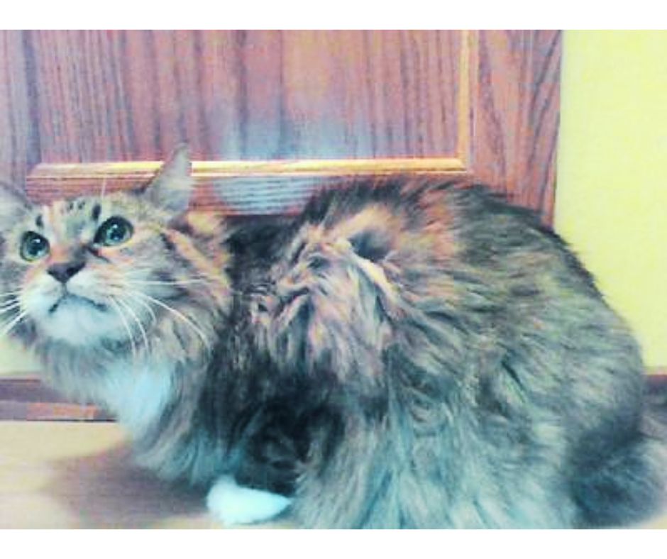 Pebbles is Crouching fluffy maine coon in crouching position
