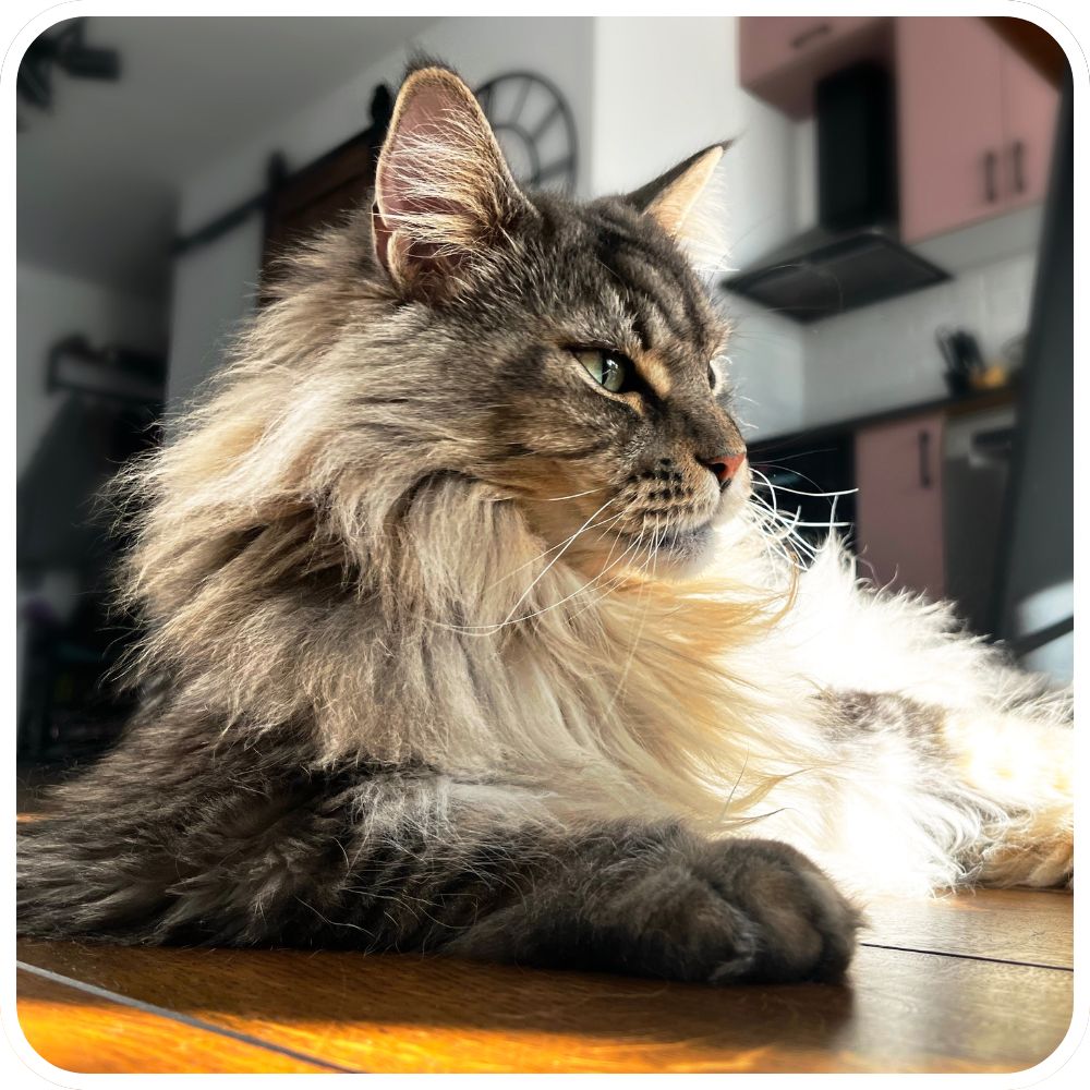Classic Brown Tabby longhaired maine coon gazing off toward a sunny window