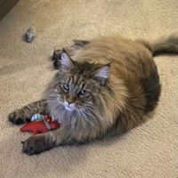 Pandora fluffy pandora