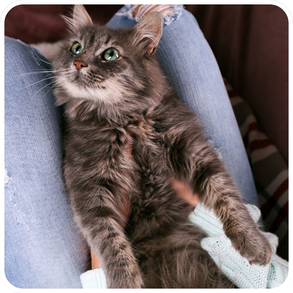 fluffy tabby cat laying on a lap