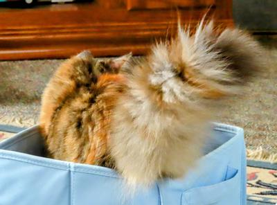 fluffy tail