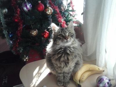 Fluffy