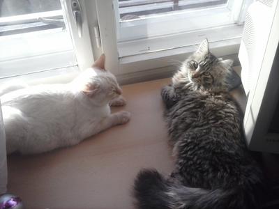 Fluffy