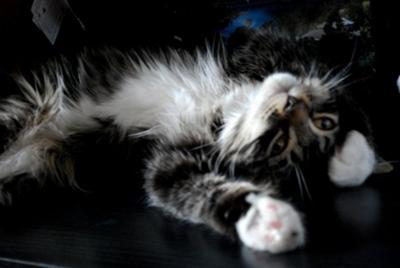 Rye! fluffy tabby and white maine coon female kitten