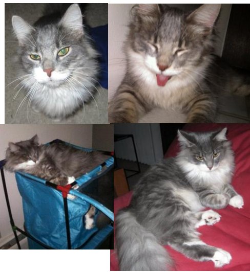 Fonzie! fonzie the male maine coon