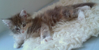 adorable young fluffy calico kitten.