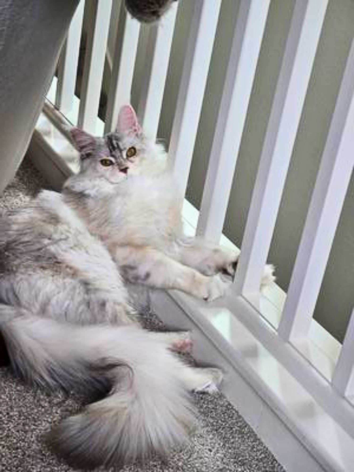 pretty silver tabby coonie laying next to a railing.