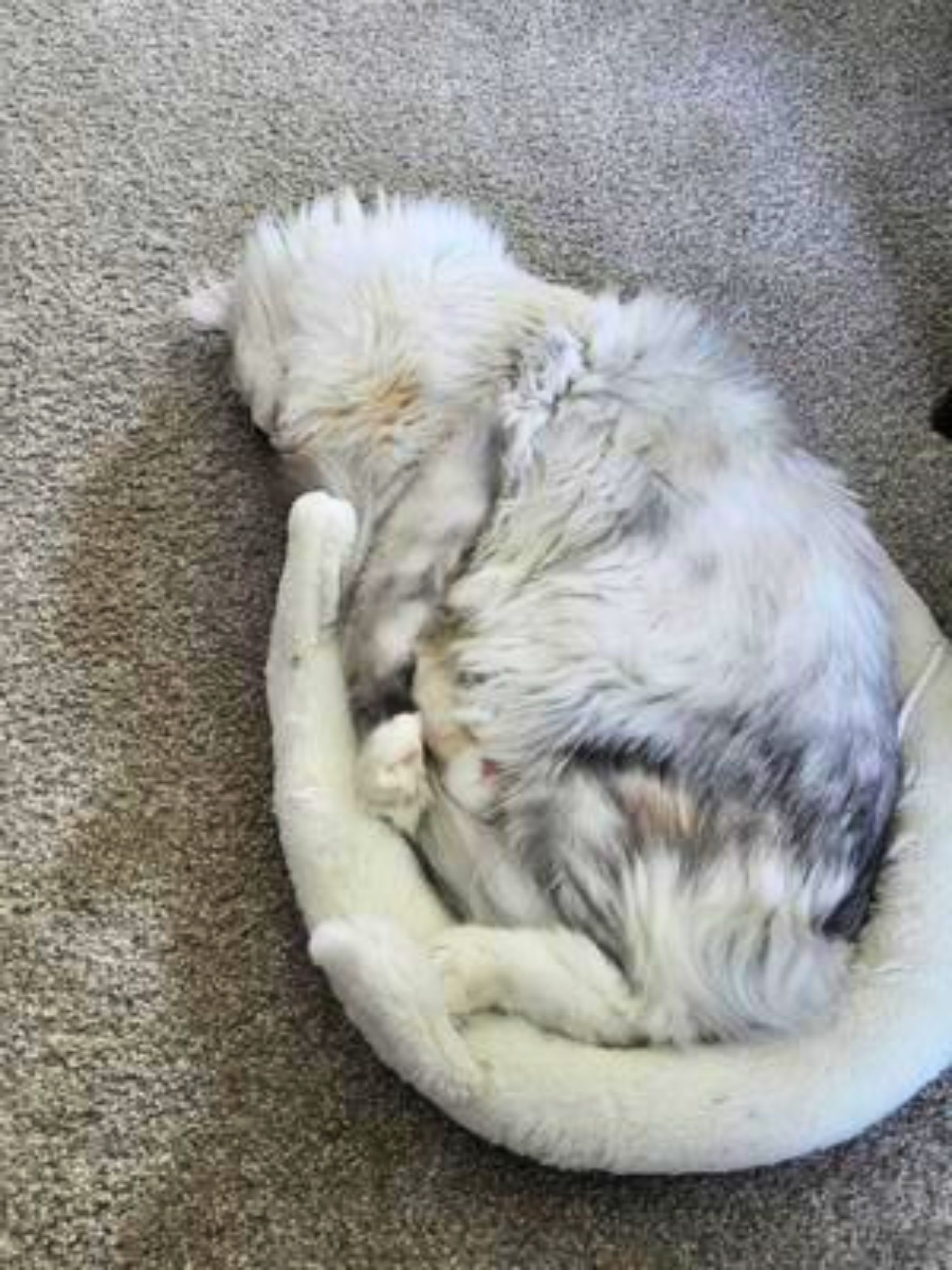 fluffy silver coonie curled up showing belly.