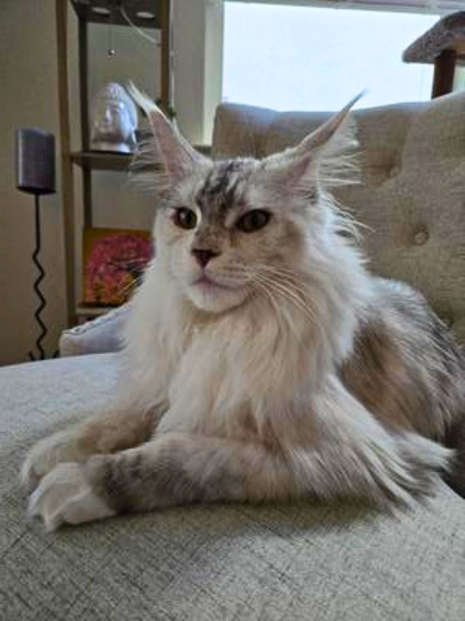 beautiful silver maine coon girl posing.