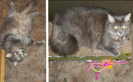 two photos of a fluffy grey kitty