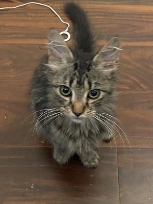 cute brown tabby kitten on wood floor