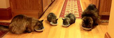 four maine coons eating from bowls